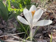 Spring Season In Toronto