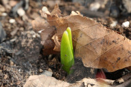 Spring Season In Toronto