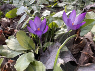 Spring Season In Toronto