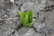 Spring Season In Toronto