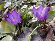 Spring Season In Toronto
