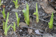 Spring Season In Toronto