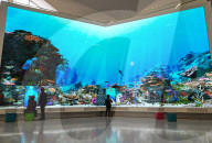 Living Reef Immerses Visitors At Edmonton Downtown Library