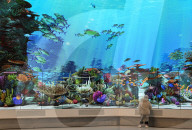 Living Reef Immerses Visitors At Edmonton Downtown Library