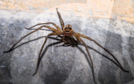 A Big Huntsman Spider Clean  Its Leg At Night - Animal India