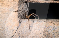 A Big Huntsman Spider Clean  Its Leg At Night - Animal India