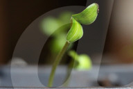 Cucumber Plant Seedlings