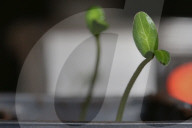 Cucumber Plant Seedlings