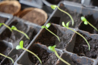 Cucumber Plant Seedlings