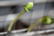 Cucumber Plant Seedlings