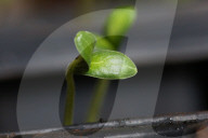 Cucumber Plant Seedlings