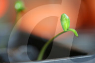 Cucumber Plant Seedlings