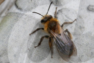 Dunning's Miner Bee