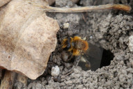 Dunning's Miner Bee