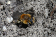 Dunning's Miner Bee