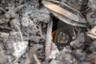 Dunning's Miner Bee