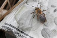 Dunning's Miner Bee