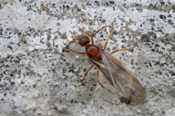 Winter Ant Queen