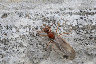 Winter Ant Queen
