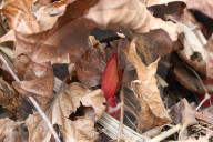 Peony Plants Emerging From The Ground During The Spring Season