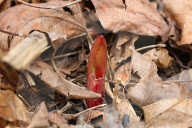 Peony Plants Emerging From The Ground During The Spring Season