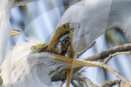 Bird Feeds Fish To Chicks