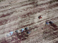'Canahua chose me': can an ancient relative of quinoa revive rural Bolivia's economy?