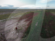'Canahua chose me': can an ancient relative of quinoa revive rural Bolivia's economy?