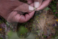 'Canahua chose me': can an ancient relative of quinoa revive rural Bolivia's economy?