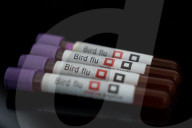 Bird Flu (Avian Influenza) Stock Photos