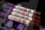 Bird Flu (Avian Influenza) Stock Photos