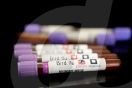 Bird Flu (Avian Influenza) Stock Photos