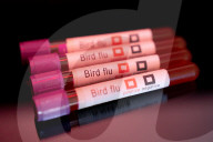 Bird Flu (Avian Influenza) Stock Photos