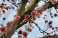 Maple Trees Budding During The Spring Season In Toronto, Canada
