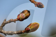 Maple Trees Budding During The Spring Season In Toronto, Canada