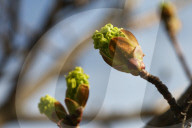 Maple Trees Budding During The Spring Season In Toronto, Canada