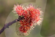 Maple Trees Budding During The Spring Season In Toronto, Canada