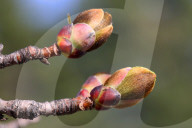 Maple Trees Budding During The Spring Season In Toronto, Canada