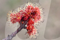 Maple Trees Budding During The Spring Season In Toronto, Canada