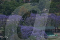 Jacaranda Flowers On Full Bloom In Kathmandu, Nepal 