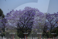Jacaranda Flowers On Full Bloom In Kathmandu, Nepal 