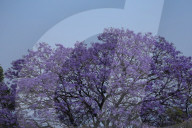 Jacaranda Flowers On Full Bloom In Kathmandu, Nepal 