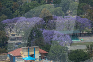 Jacaranda Flowers On Full Bloom In Kathmandu, Nepal 