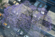 Jacaranda Flowers On Full Bloom In Kathmandu, Nepal 
