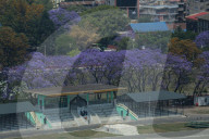 Jacaranda Flowers On Full Bloom In Kathmandu, Nepal 
