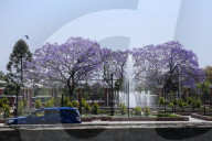 Jacaranda Flowers On Full Bloom In Kathmandu, Nepal 