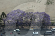 Jacaranda Flowers On Full Bloom In Kathmandu, Nepal 
