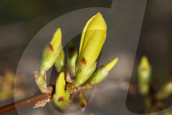 Forsythia Flowers During The Spring Season In Toronto, Canada