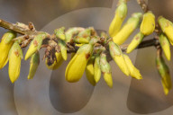 Forsythia Flowers During The Spring Season In Toronto, Canada