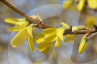 Forsythia Flowers During The Spring Season In Toronto, Canada